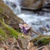 Picture of Fairy Boy, Purple
