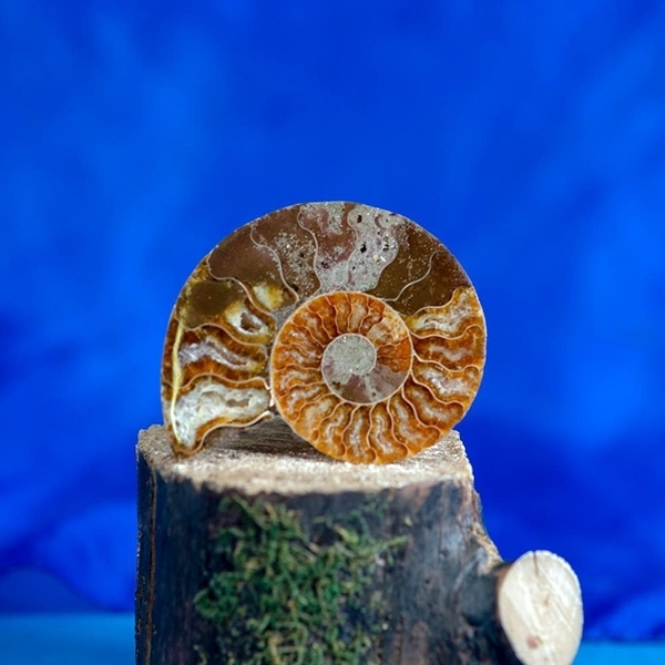 Picture of Ammonite Golden Ratio Fossil