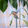 Picture of Hummingbirds for the Garden