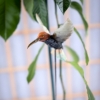Picture of Hummingbirds for the Garden
